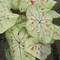 Strawberry Star Caladium 3 Bulbs - White Foliage with Red Speckles - #1 Size Bulb